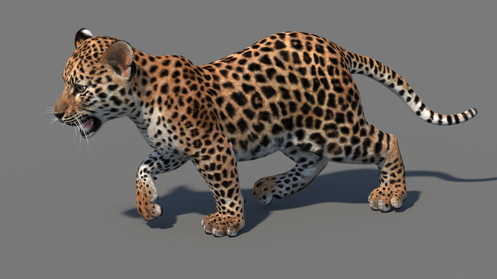 Animated Leopard Cub 3D Model 360° view 4 frame 11