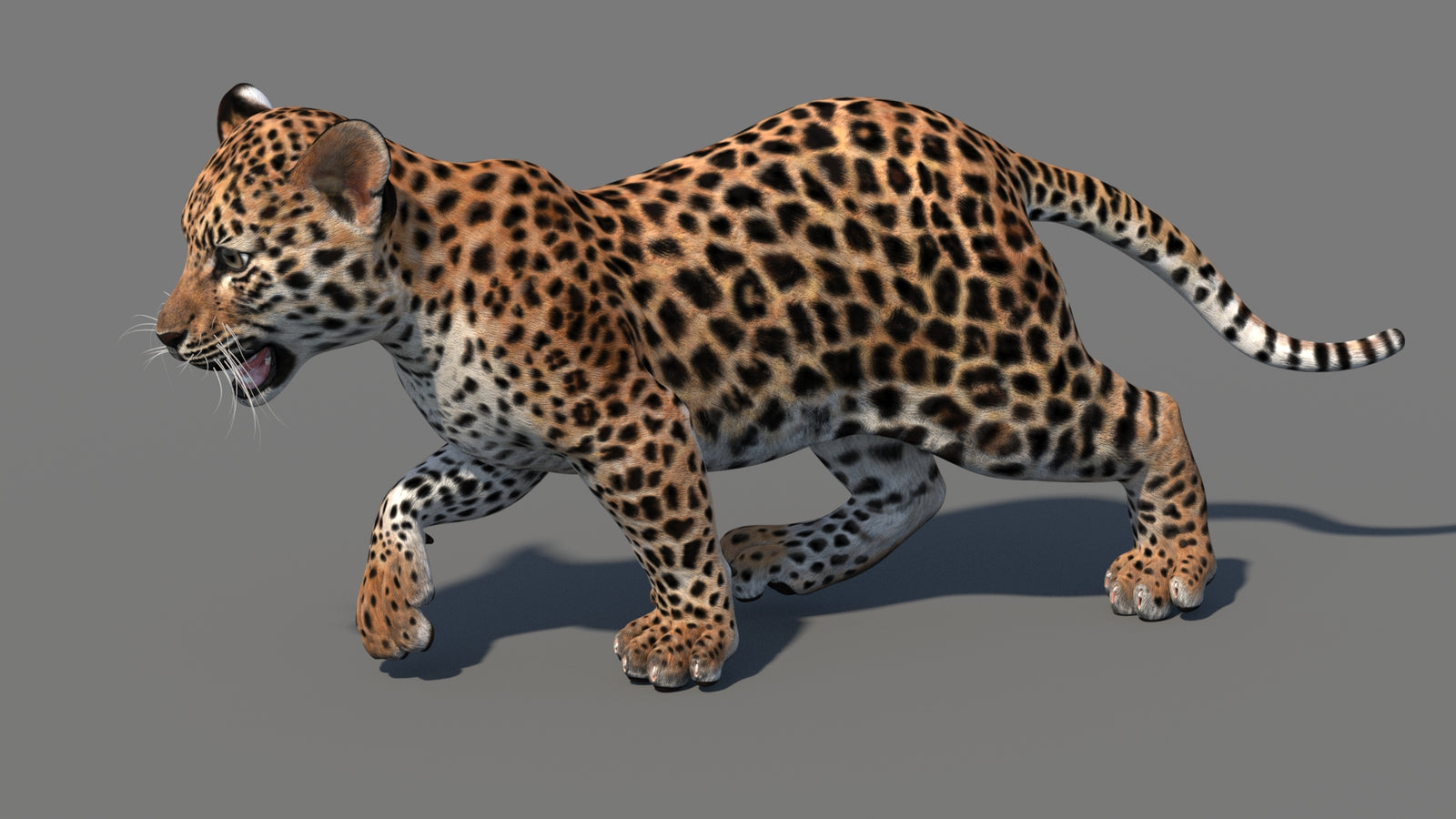 Animated Leopard Cub 3D Model 360° view 4 frame 12
