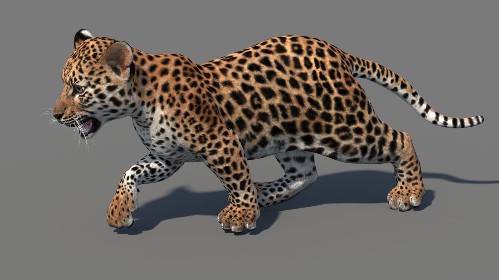 Animated Leopard Cub 3D Model 360° view 4 frame 13
