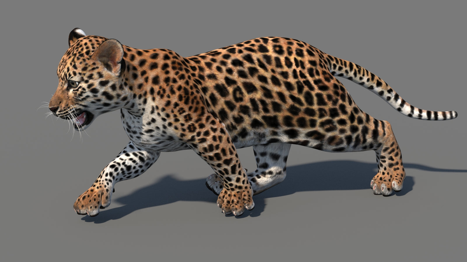 Animated Leopard Cub 3D Model 360° view 4 frame 15
