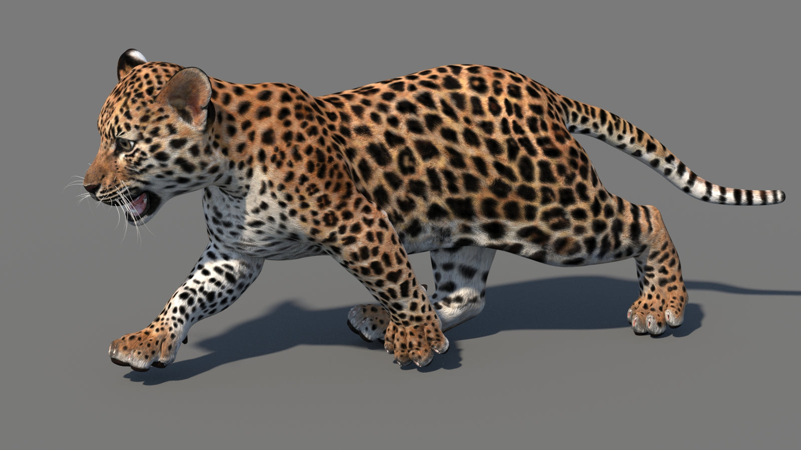 Animated Leopard Cub 3D Model 360° view 4 frame 16