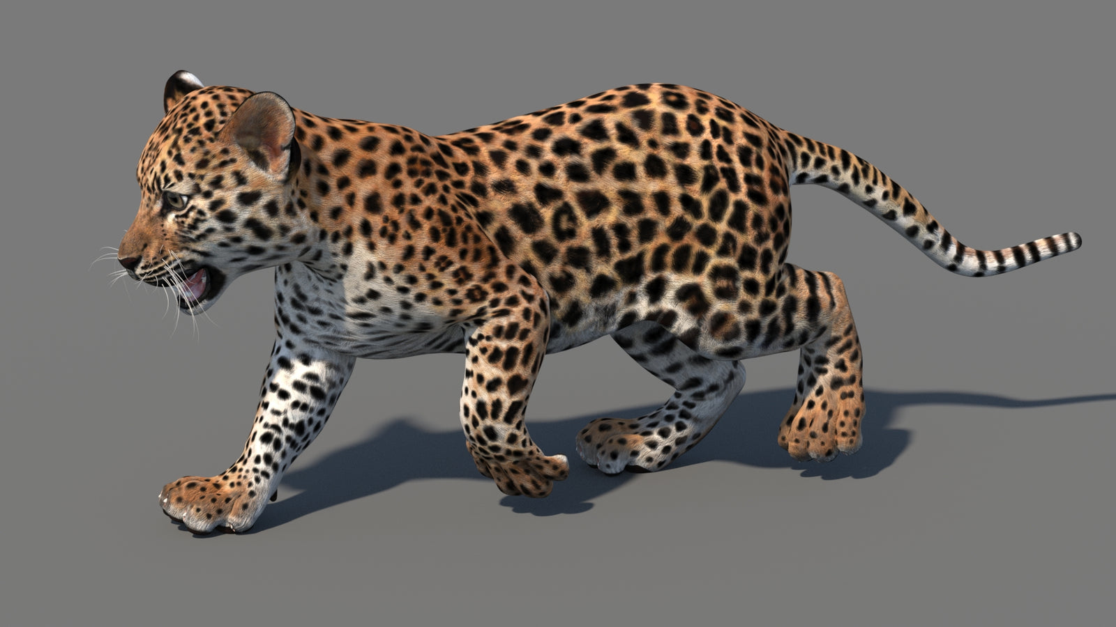 Animated Leopard Cub 3D Model 360° view 4 frame 21