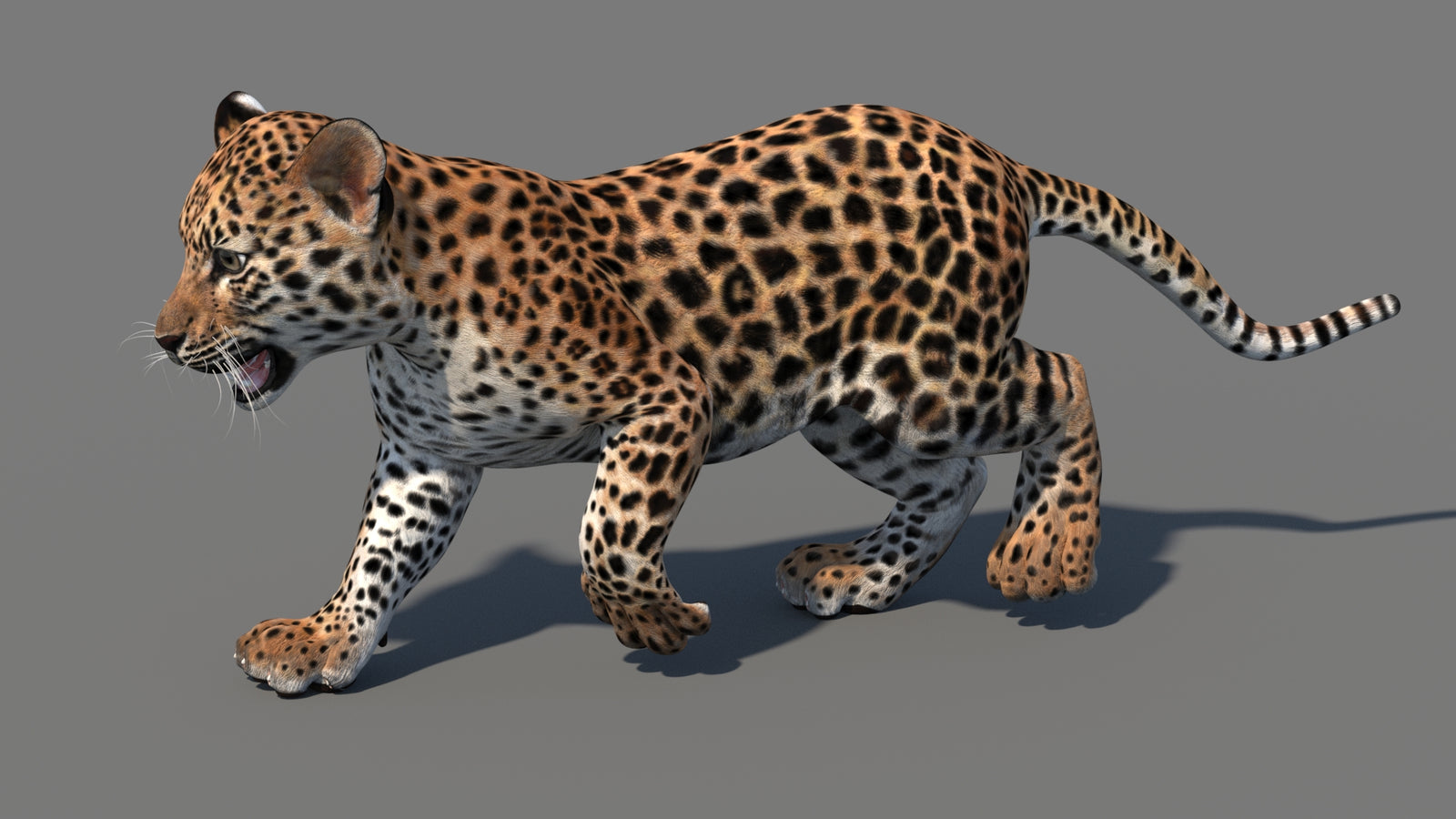 Animated Leopard Cub 3D Model 360° view 4 frame 22