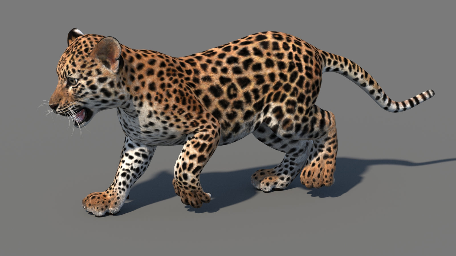 Animated Leopard Cub 3D Model 360° view 4 frame 23