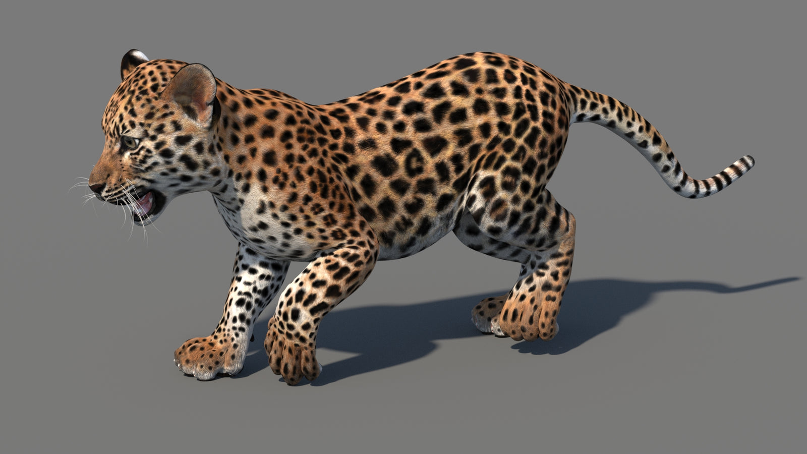 Animated Leopard Cub 3D Model 360° view 4 frame 25