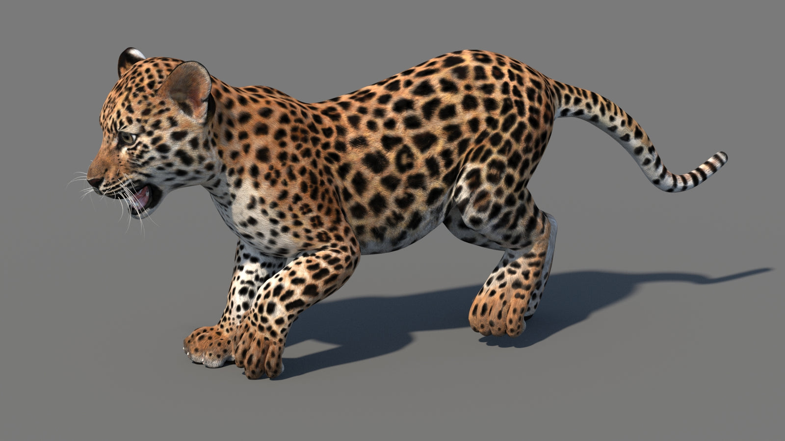 Animated Leopard Cub 3D Model 360° view 4 frame 26