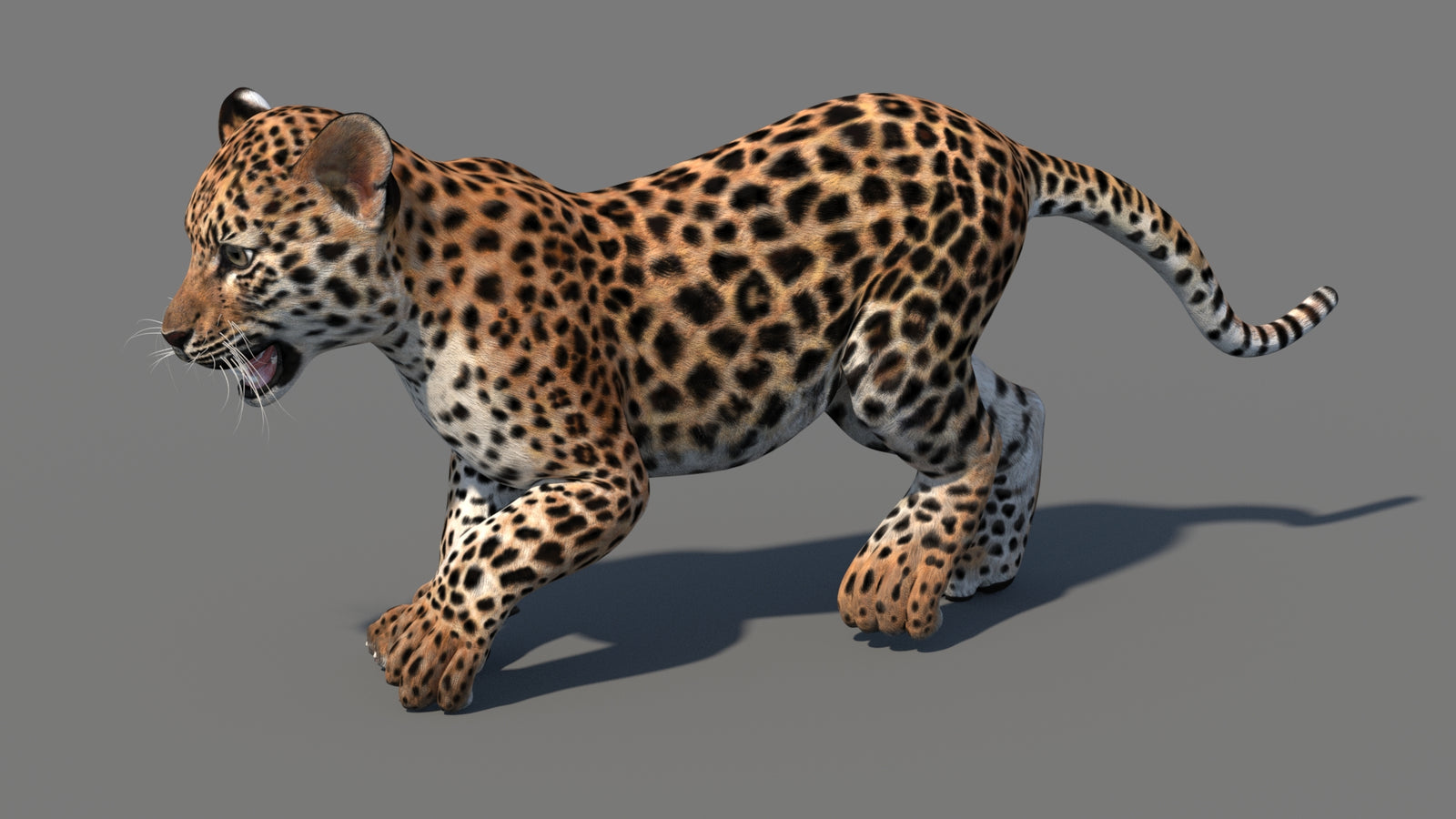 Animated Leopard Cub 3D Model 360° view 4 frame 27