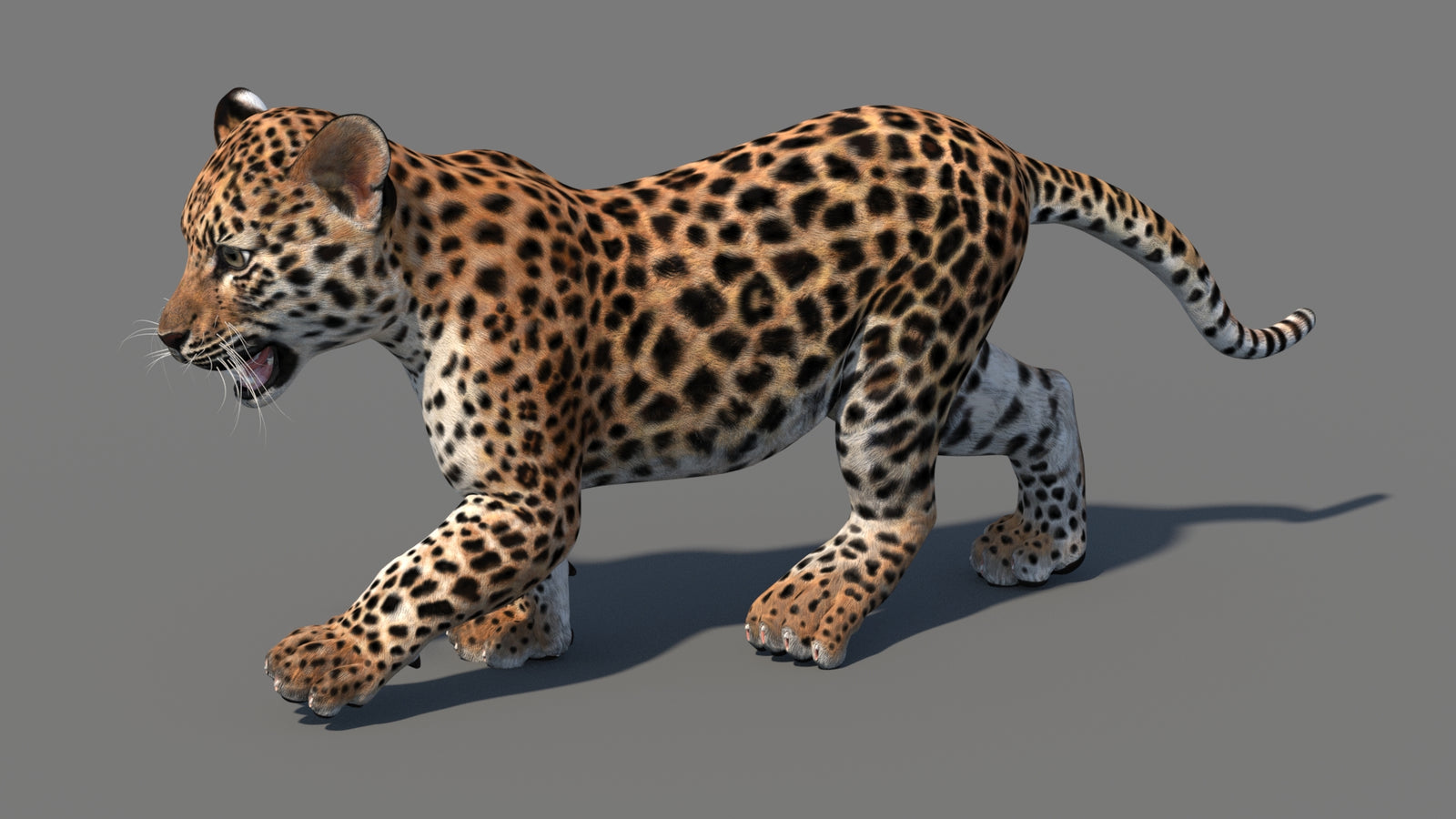 Animated Leopard Cub 3D Model 360° view 4 frame 30