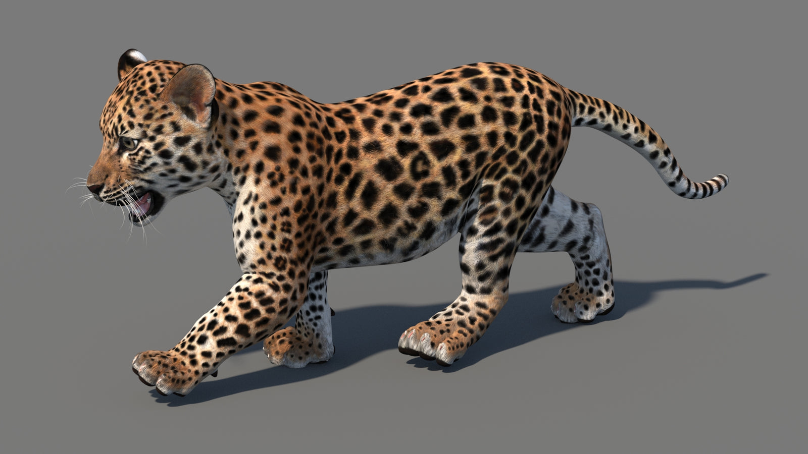 Animated Leopard Cub 3D Model 360° view 4 frame 31