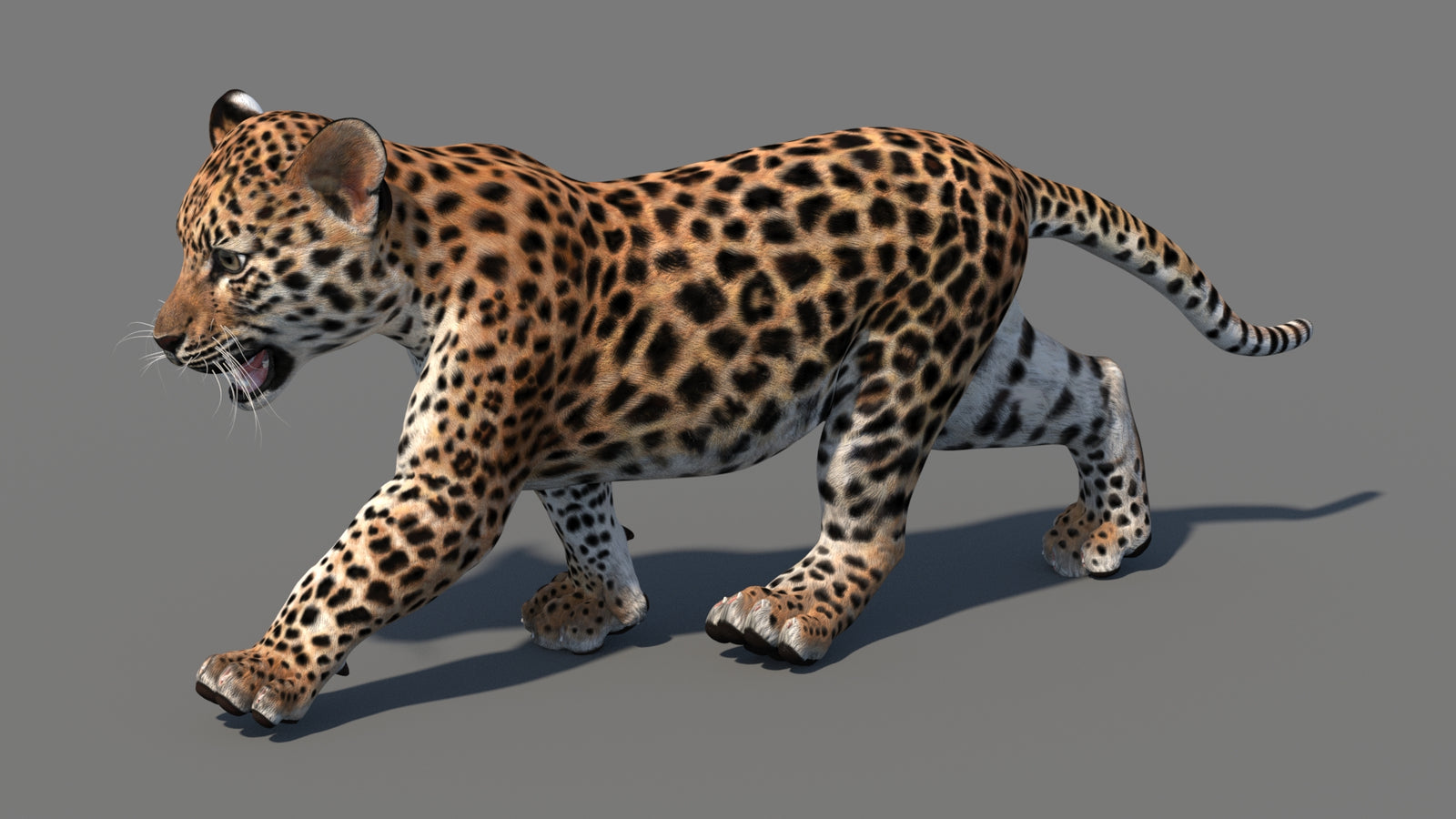 Animated Leopard Cub 3D Model 360° view 4 frame 33