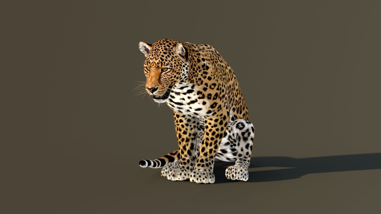 Leopard 3D Model Animated 360° view 4 frame 4
