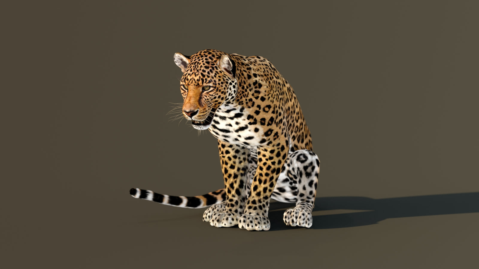 Leopard 3D Model Animated 360° view 4 frame 6