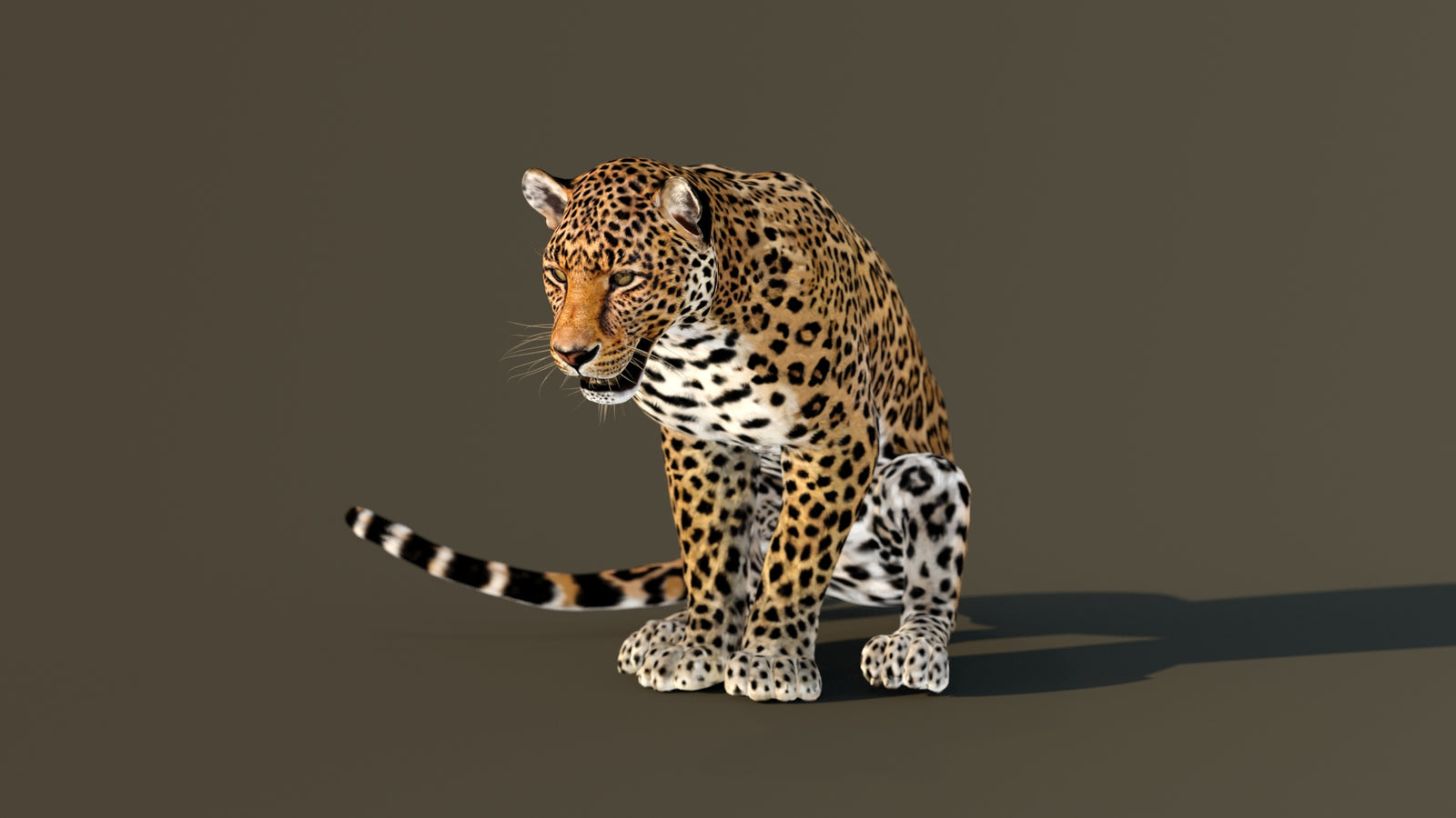 Leopard 3D Model Animated 360° view 4 frame 8