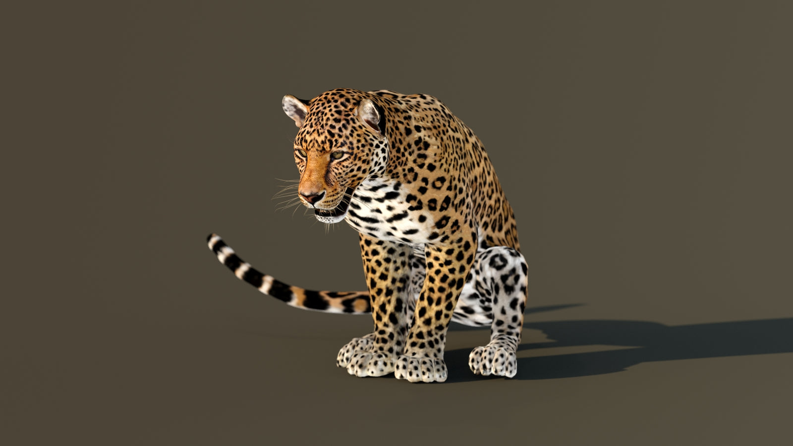 Leopard 3D Model Animated 360° view 4 frame 9