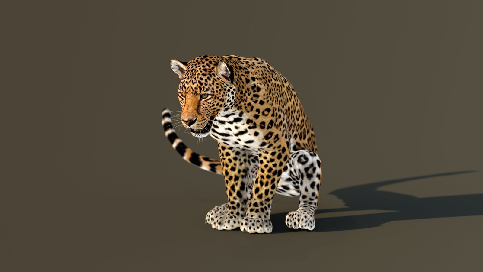 Leopard 3D Model Animated 360° view 4 frame 10