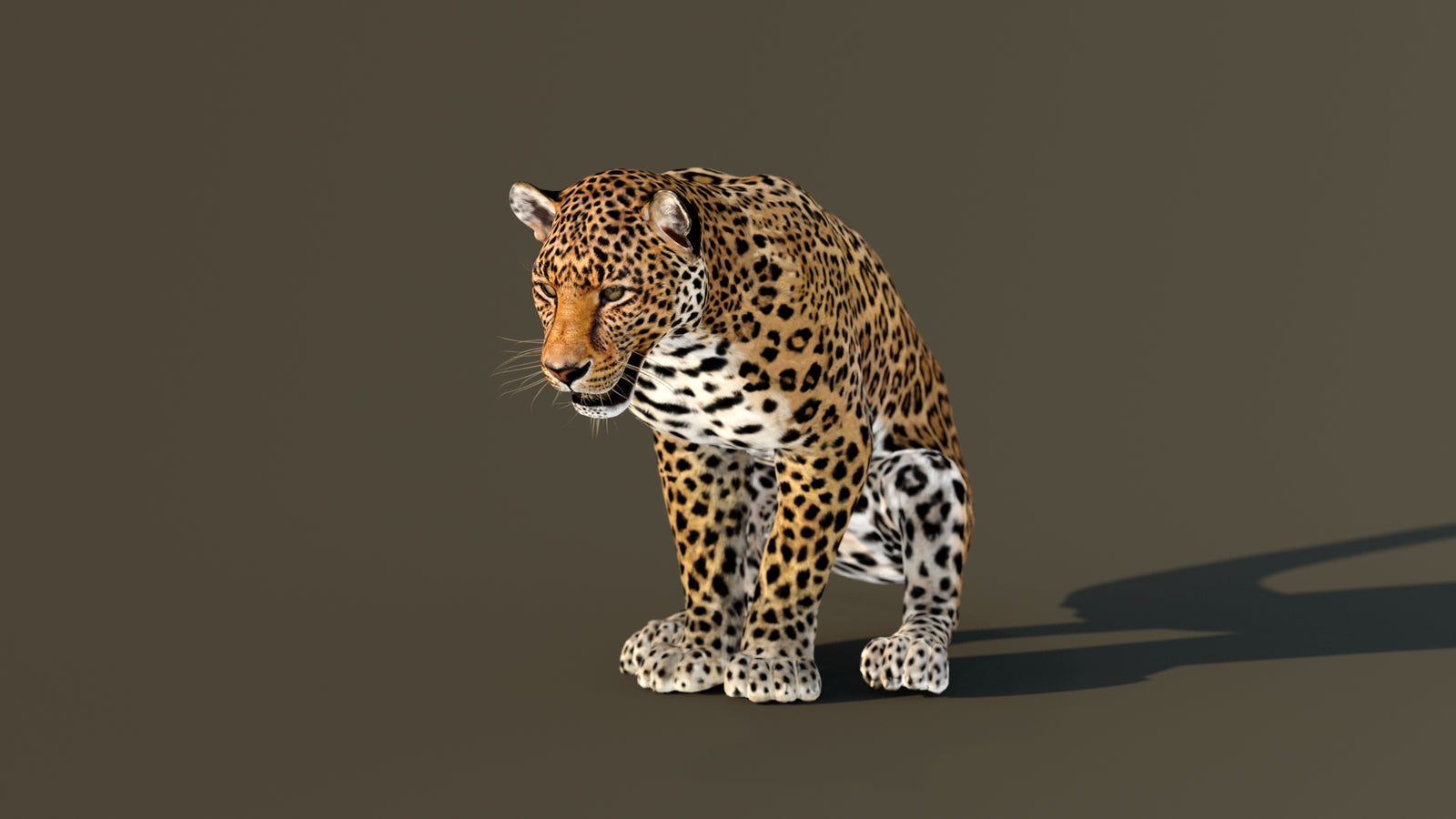 Leopard 3D Model Animated 360° view 4 frame 11
