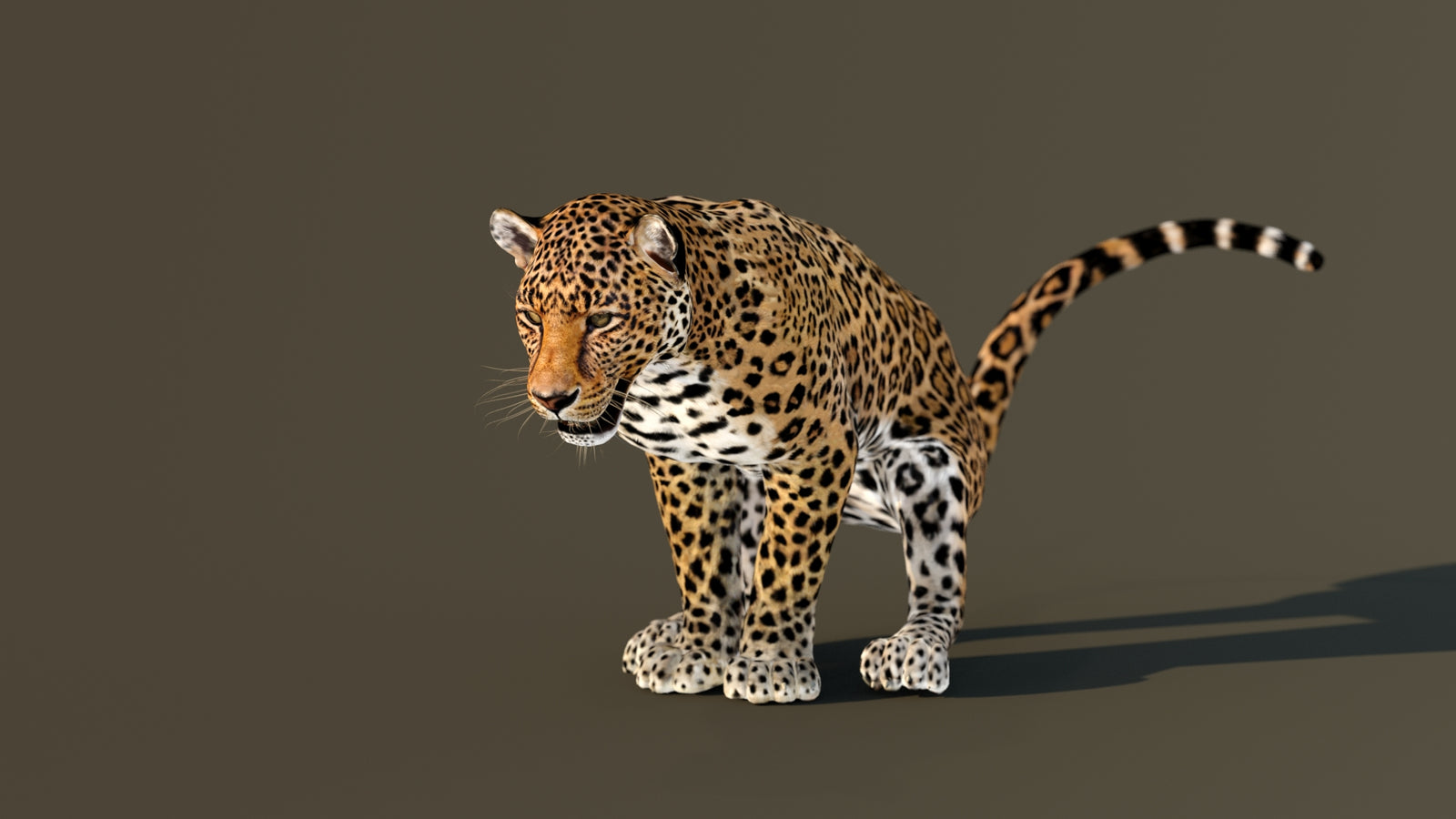 Leopard 3D Model Animated 360° view 4 frame 15