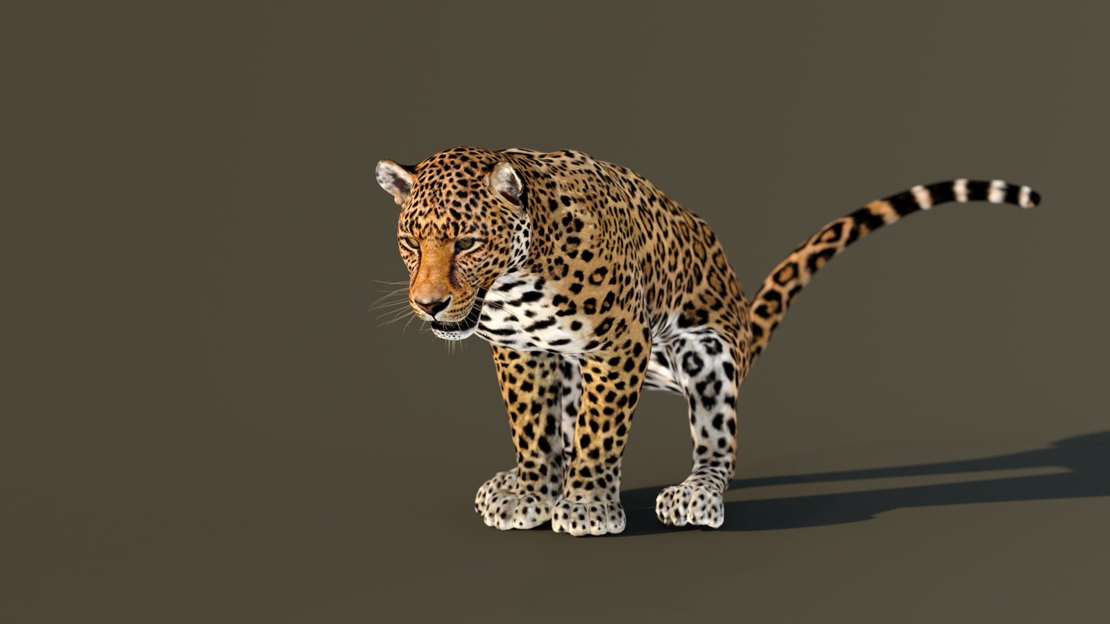 Leopard 3D Model Animated 360° view 4 frame 16