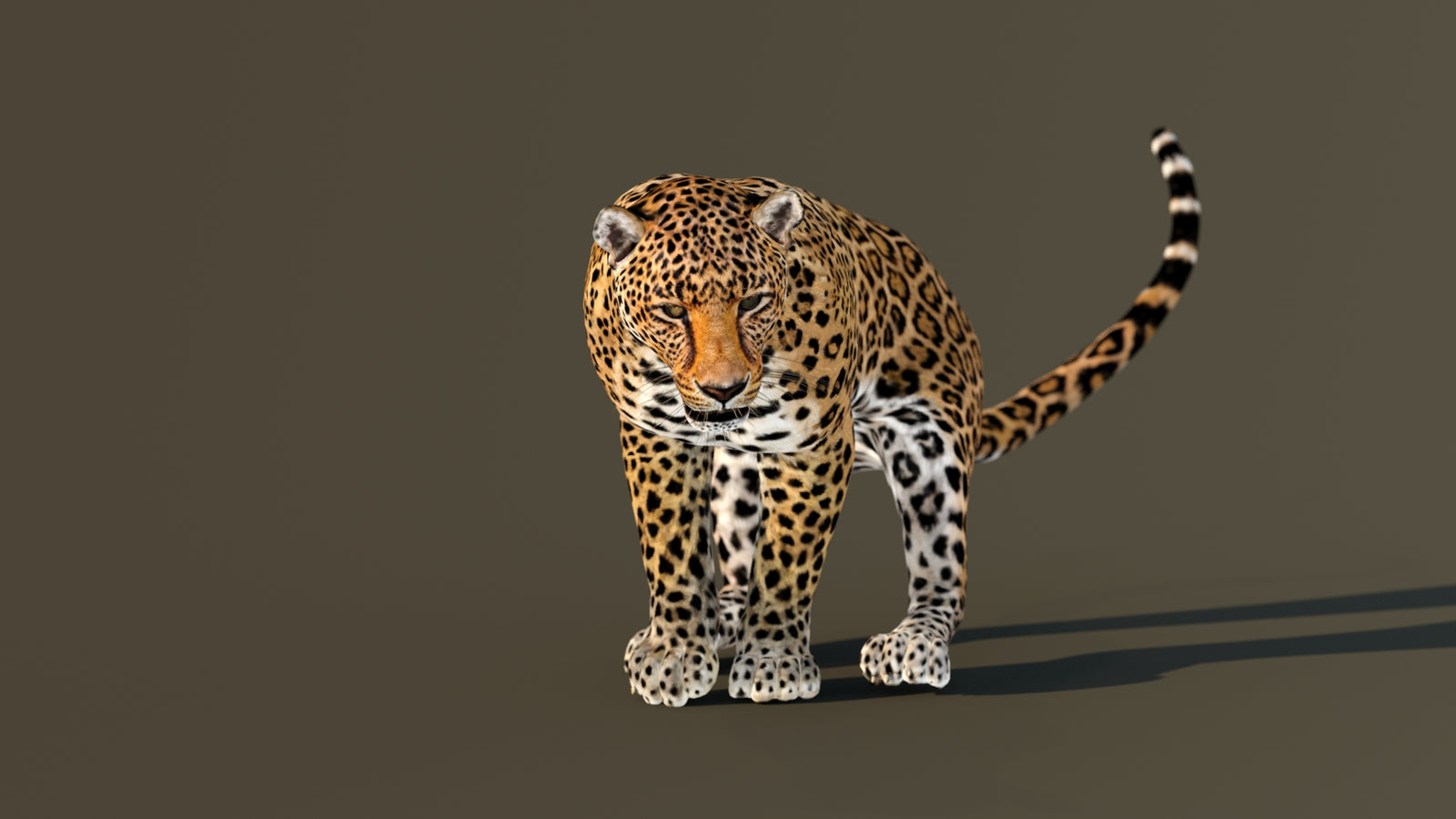 Leopard 3D Model Animated 360° view 4 frame 19