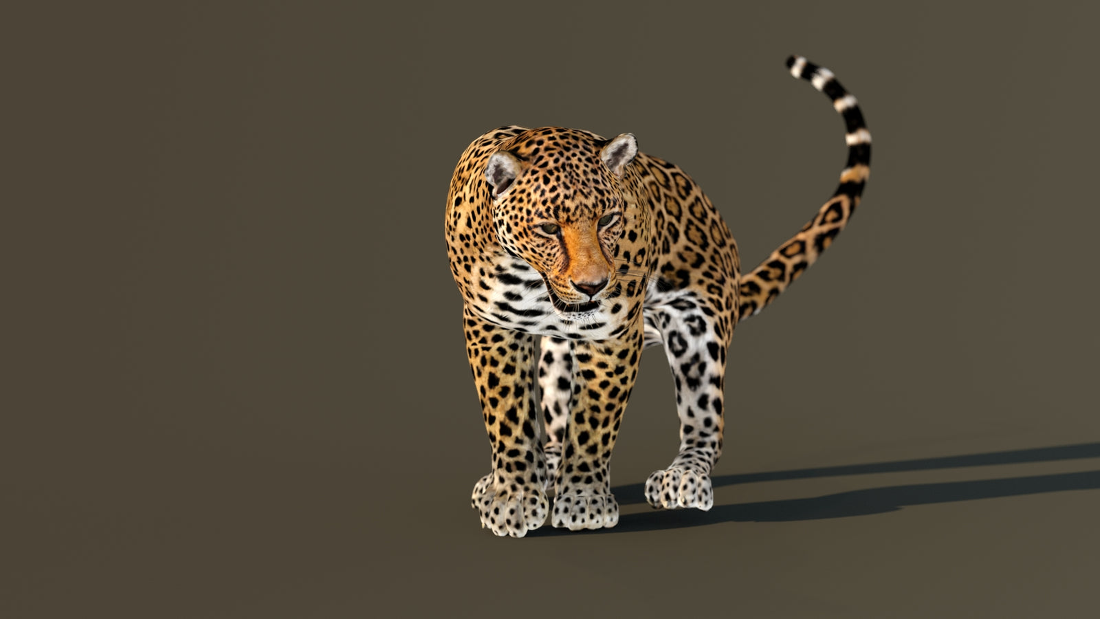 Leopard 3D Model Animated 360° view 4 frame 20
