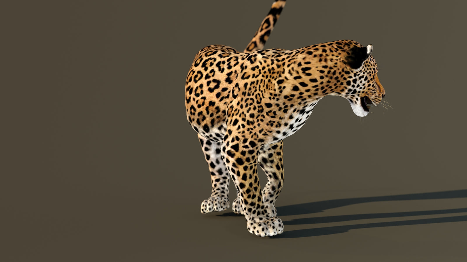 Leopard 3D Model Animated 360° view 4 frame 28
