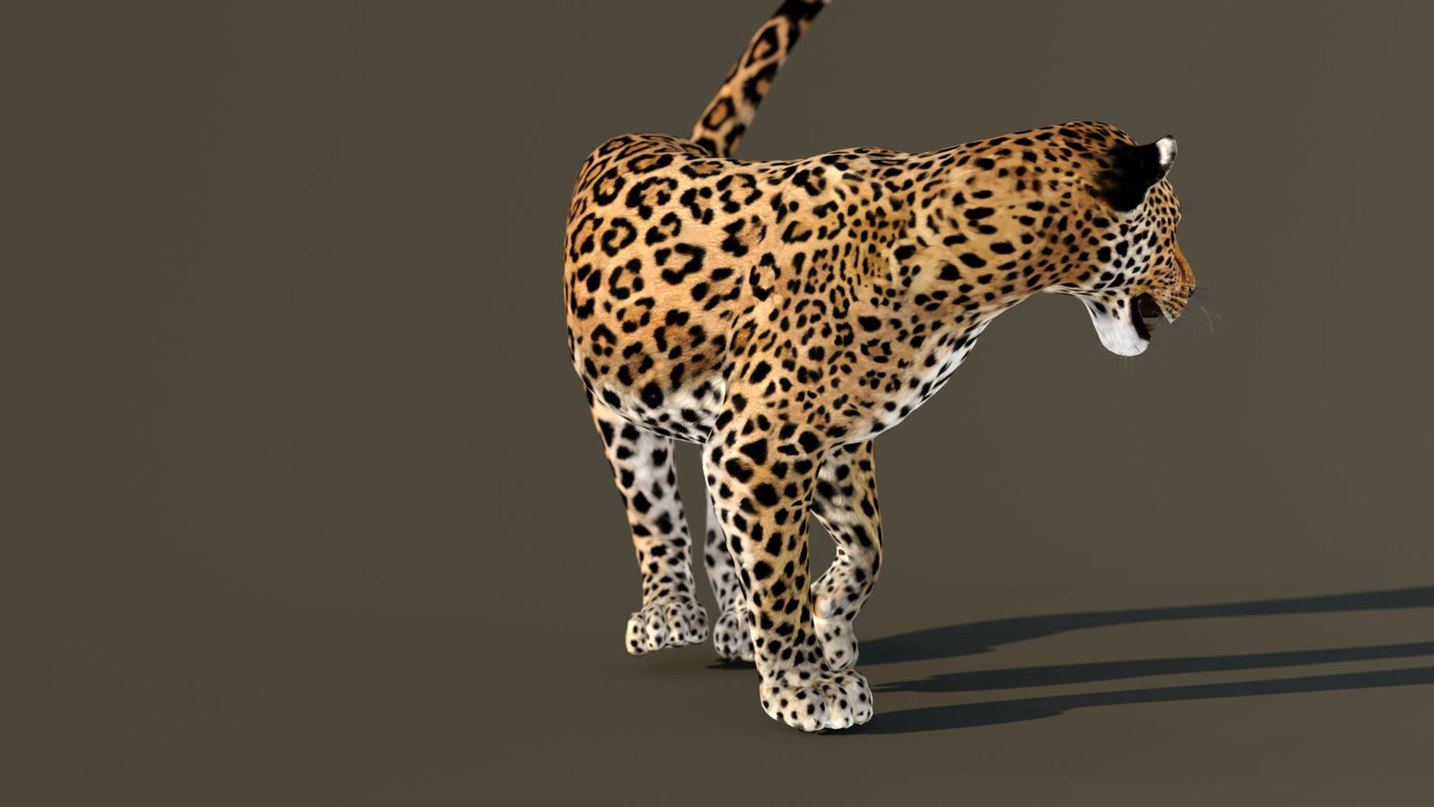 Leopard 3D Model Animated 360° view 4 frame 29
