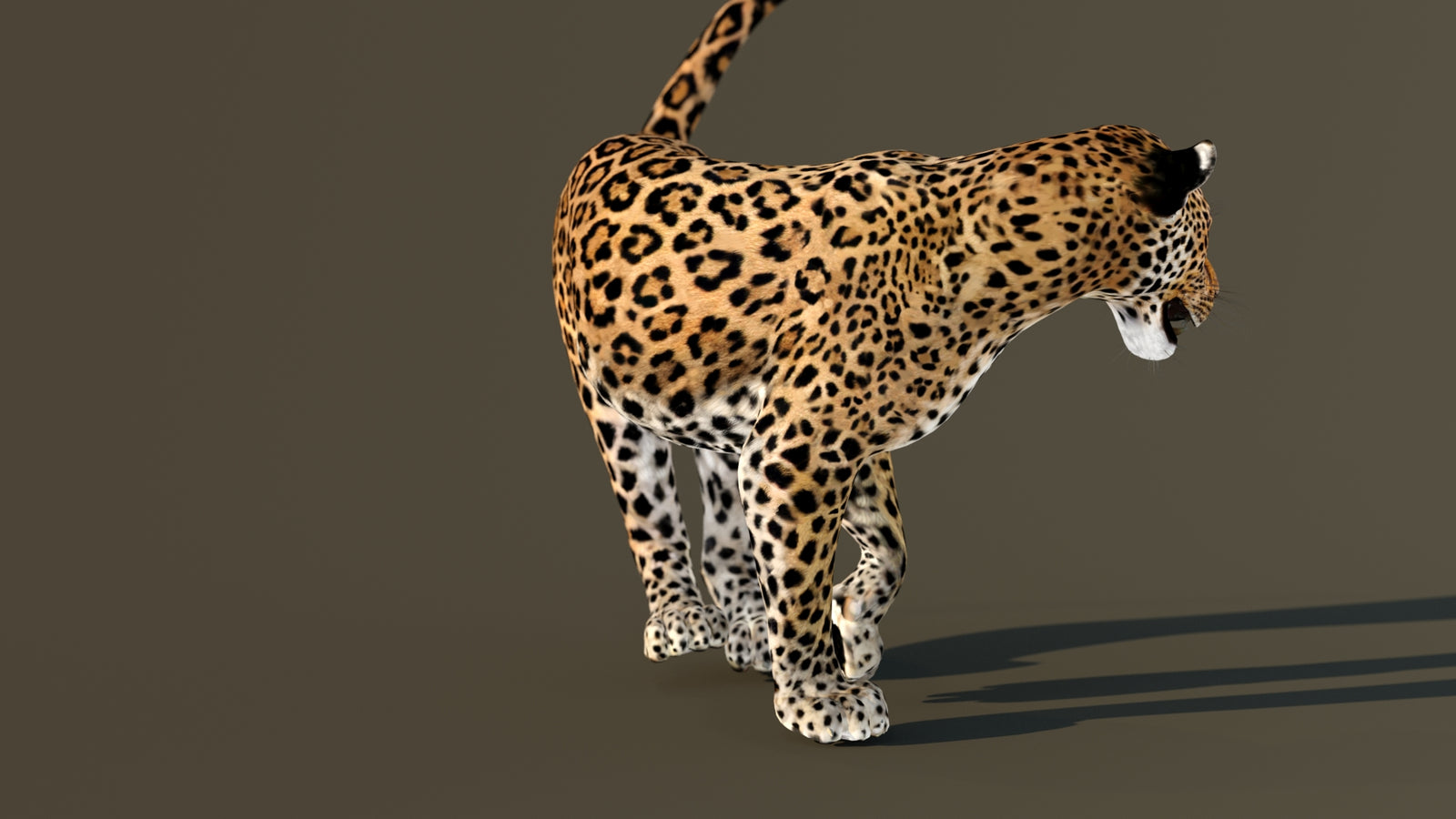 Leopard 3D Model Animated 360° view 4 frame 30