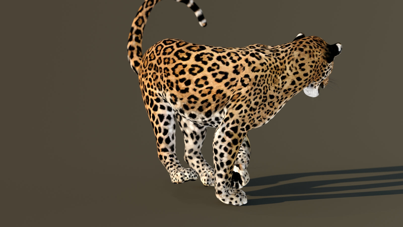 Leopard 3D Model Animated 360° view 4 frame 34