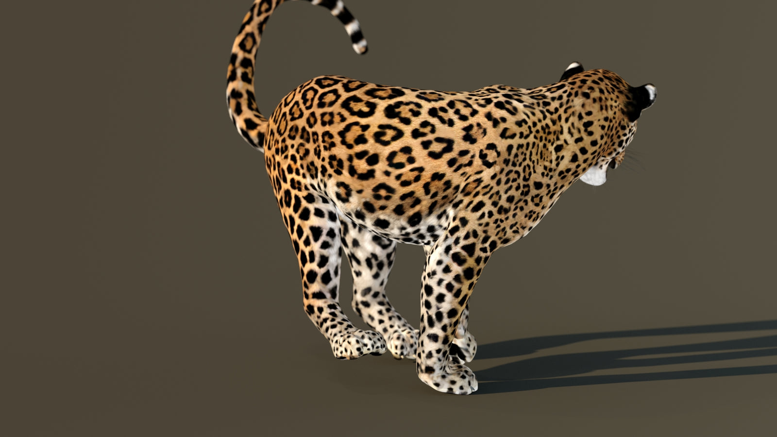 Leopard 3D Model Animated 360° view 4 frame 35