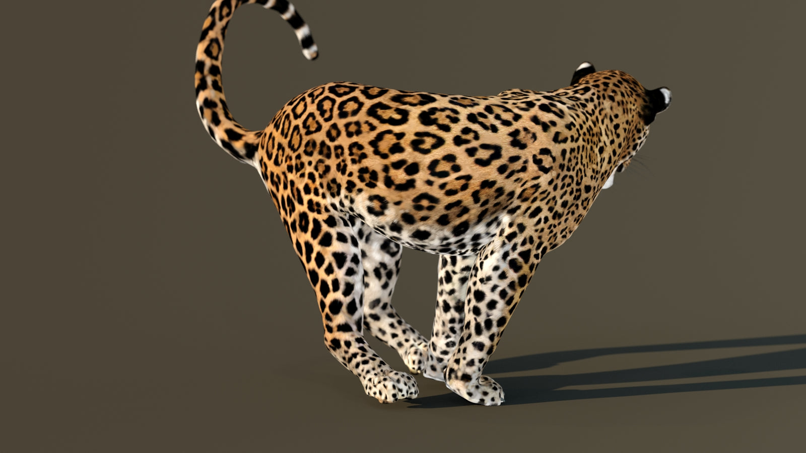 Leopard 3D Model Animated 360° view 4 frame 37