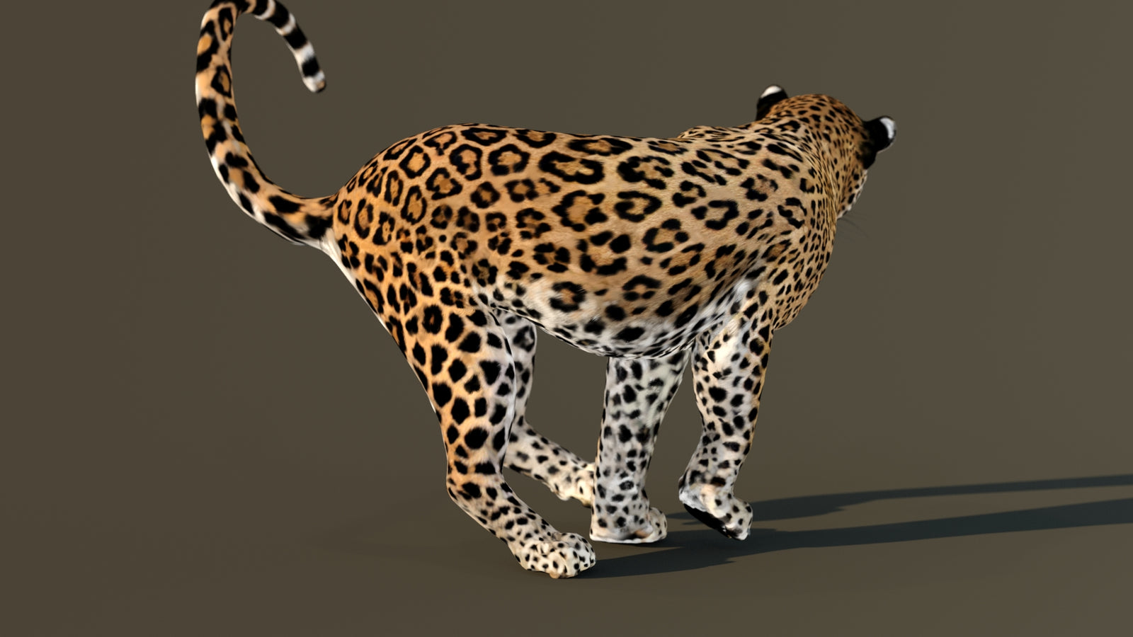Leopard 3D Model Animated 360° view 4 frame 40