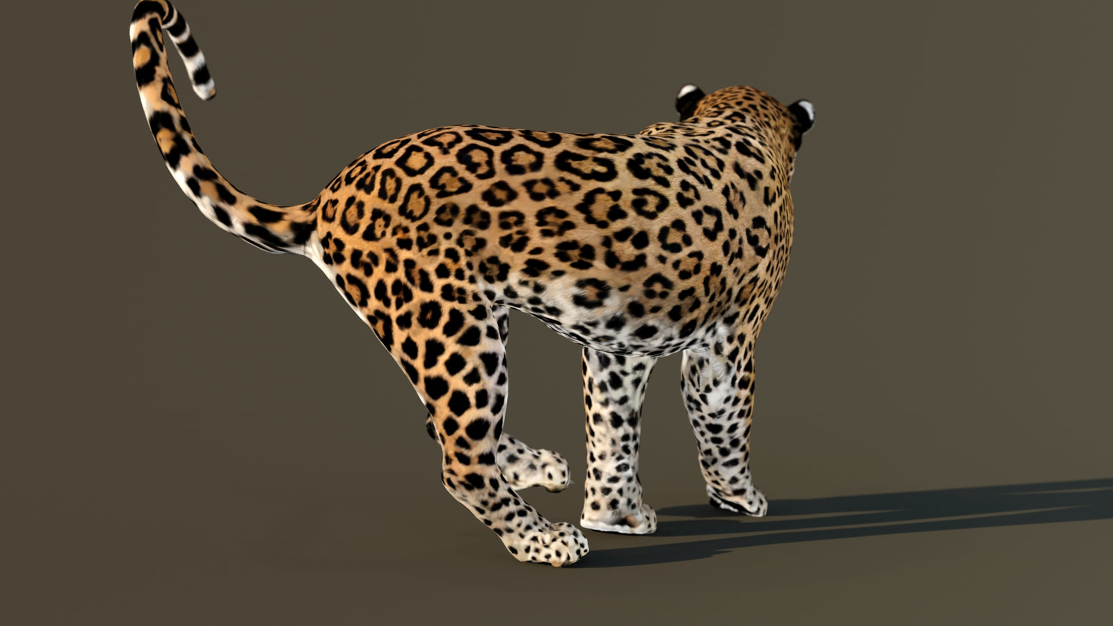 Leopard 3D Model Animated 360° view 4 frame 44