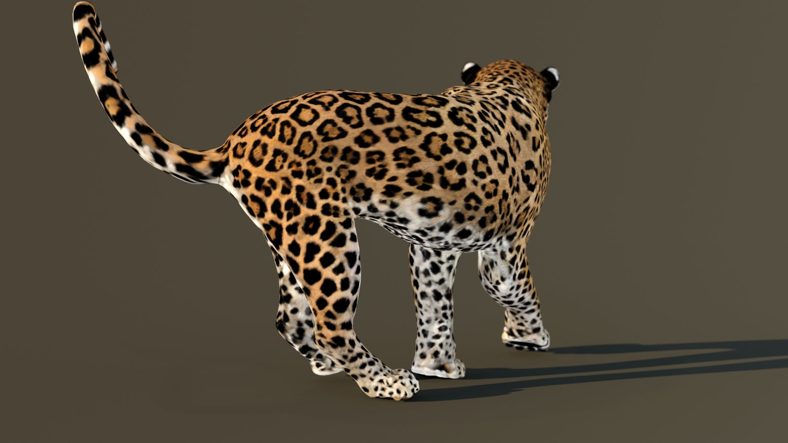 Leopard 3D Model Animated 360° view 4 frame 46