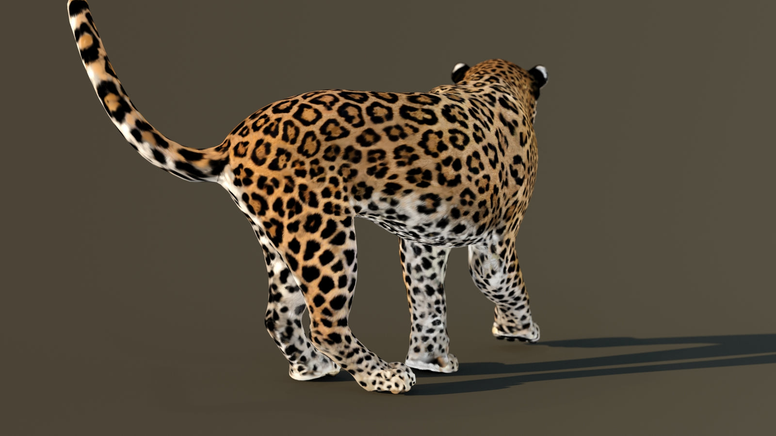 Leopard 3D Model Animated 360° view 4 frame 47