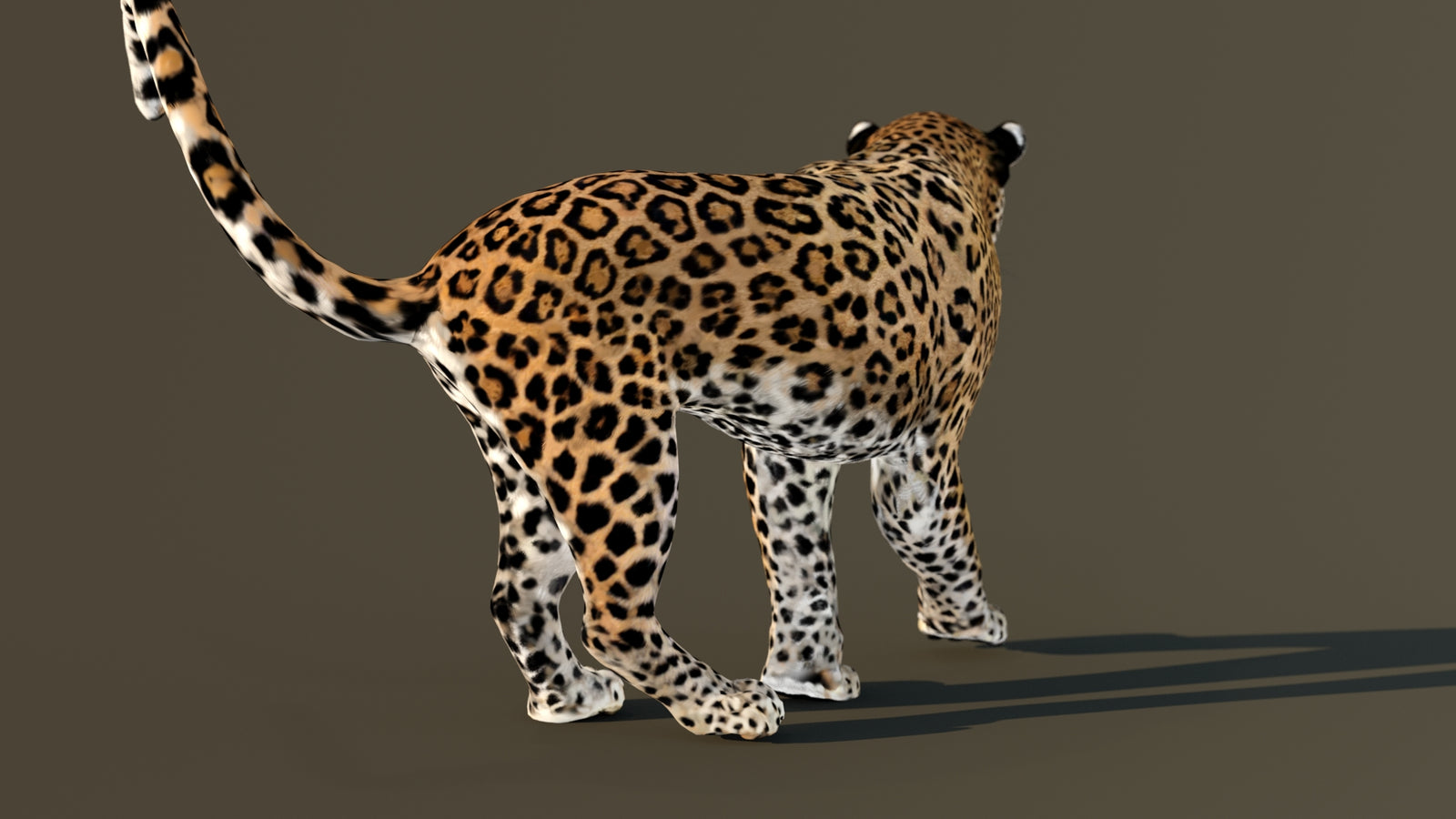 Leopard 3D Model Animated 360° view 4 frame 48
