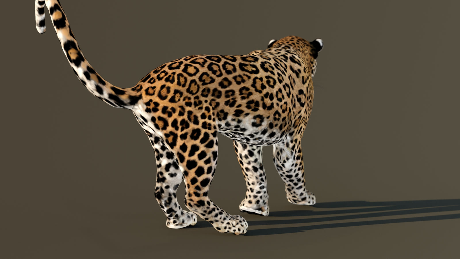 Leopard 3D Model Animated 360° view 4 frame 49
