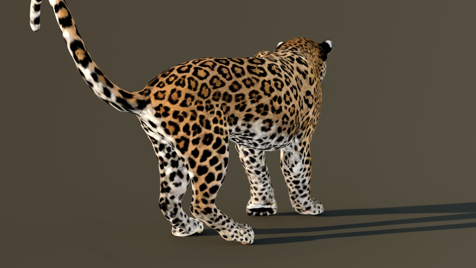 Leopard 3D Model Animated 360° view 4 frame 50