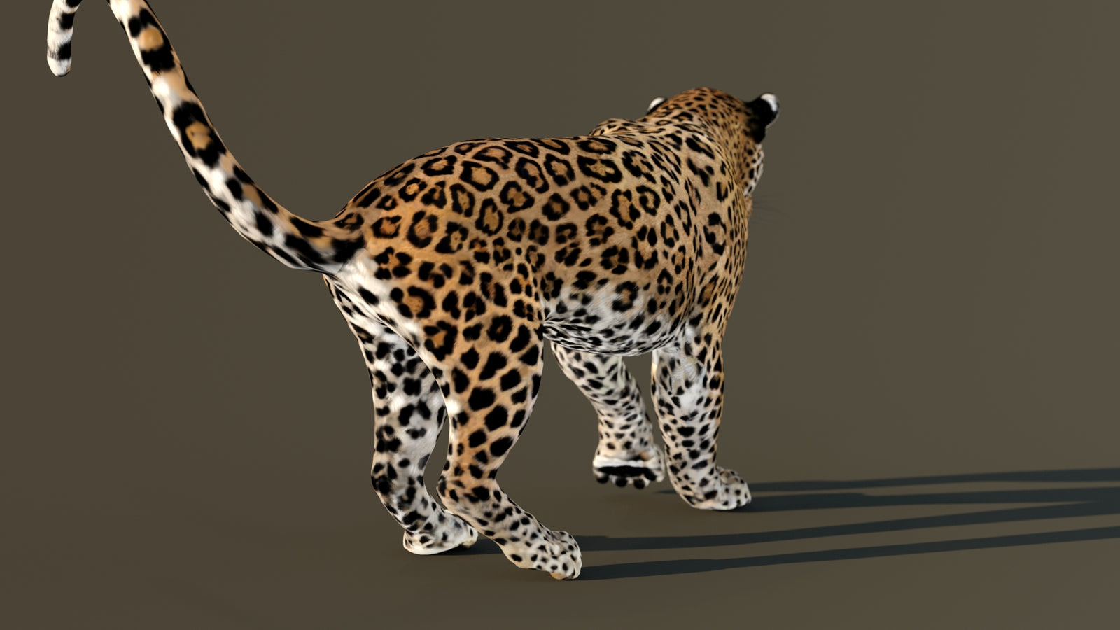 Leopard 3D Model Animated 360° view 4 frame 51