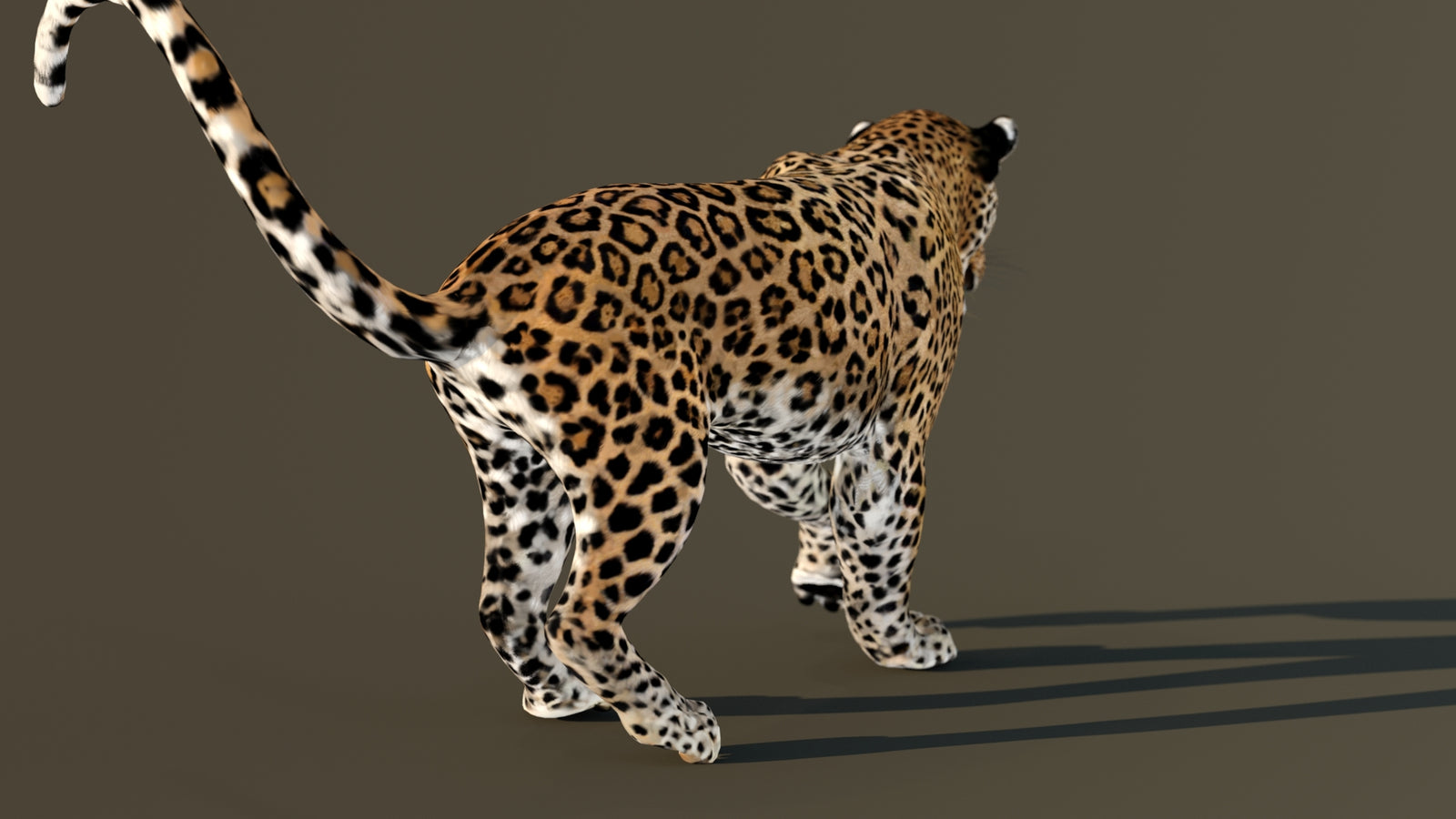 Leopard 3D Model Animated 360° view 4 frame 52