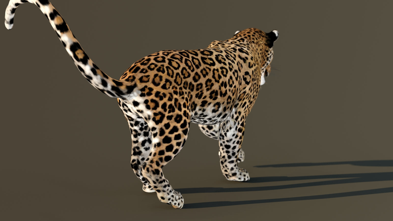 Leopard 3D Model Animated 360° view 4 frame 53