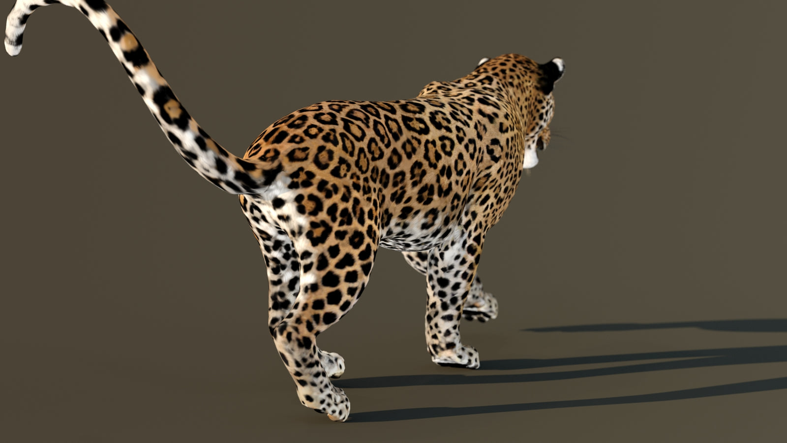 Leopard 3D Model Animated 360° view 4 frame 54