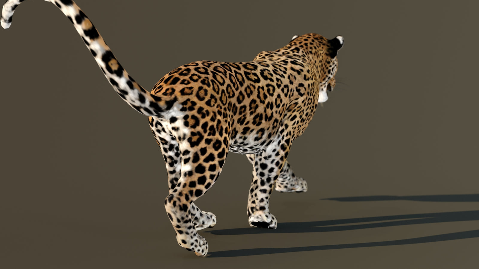 Leopard 3D Model Animated 360° view 4 frame 55