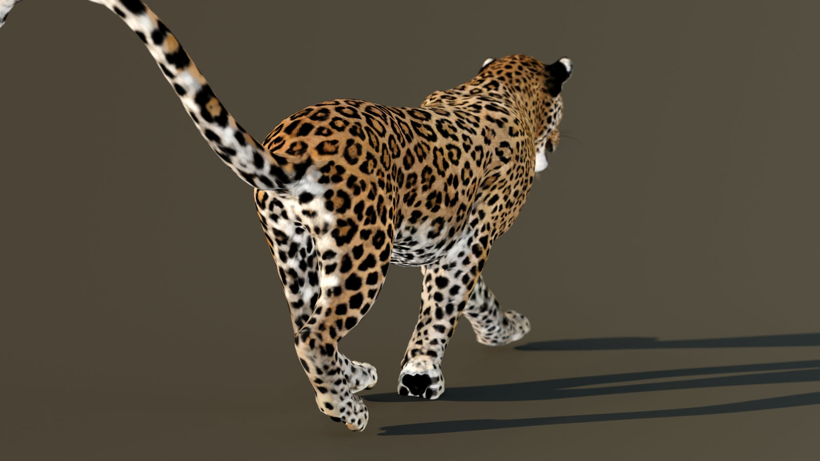 Leopard 3D Model Animated 360° view 4 frame 57
