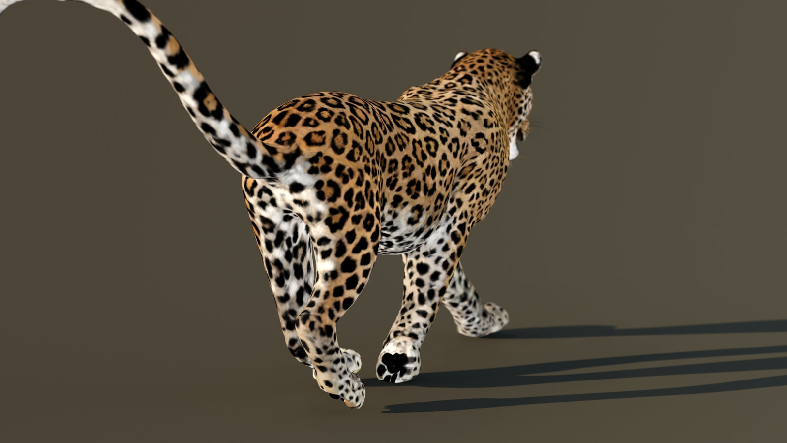 Leopard 3D Model Animated 360° view 4 frame 58