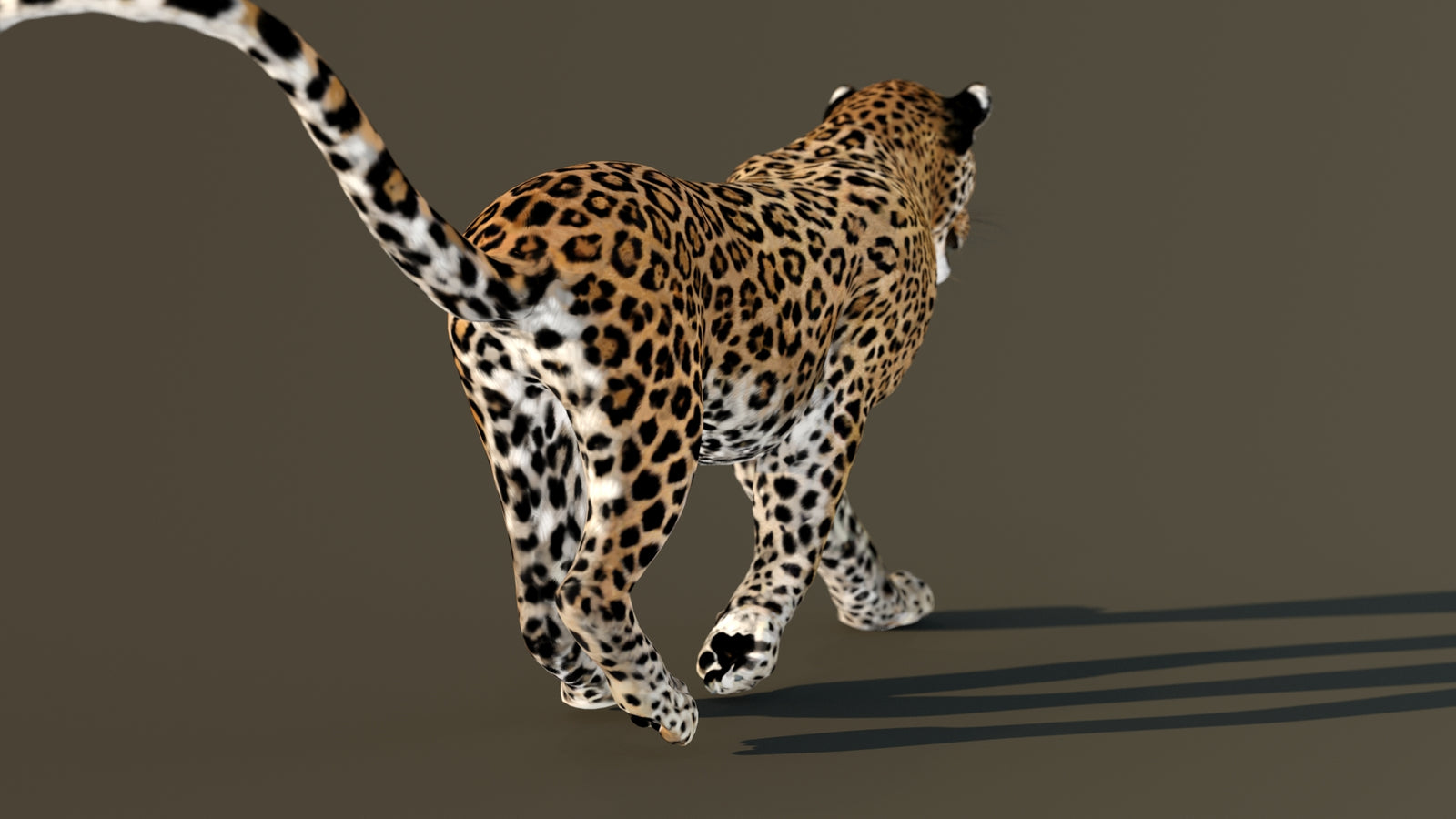Leopard 3D Model Animated 360° view 4 frame 59