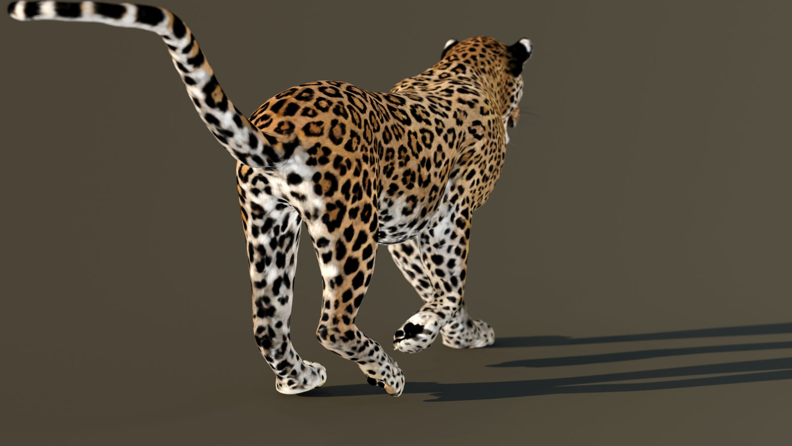 Leopard 3D Model Animated 360° view 4 frame 61