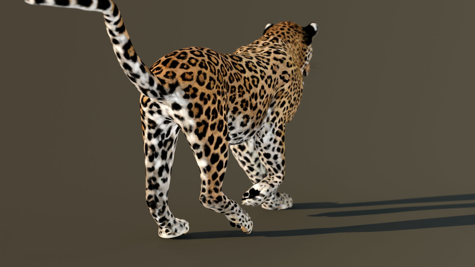 Leopard 3D Model Animated 360° view 4 frame 62