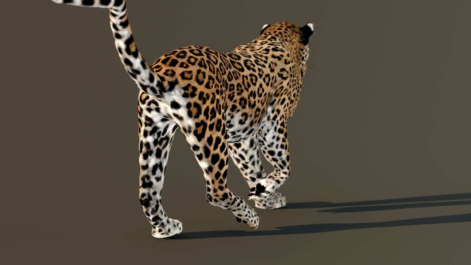 Leopard 3D Model Animated 360° view 4 frame 63