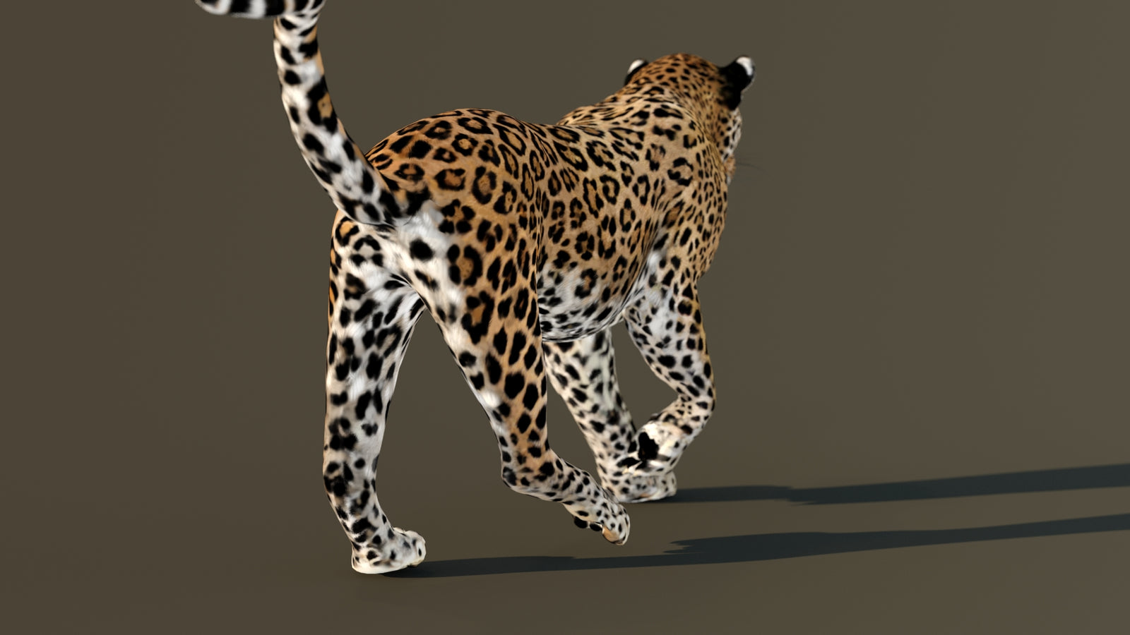 Leopard 3D Model Animated 360° view 4 frame 64
