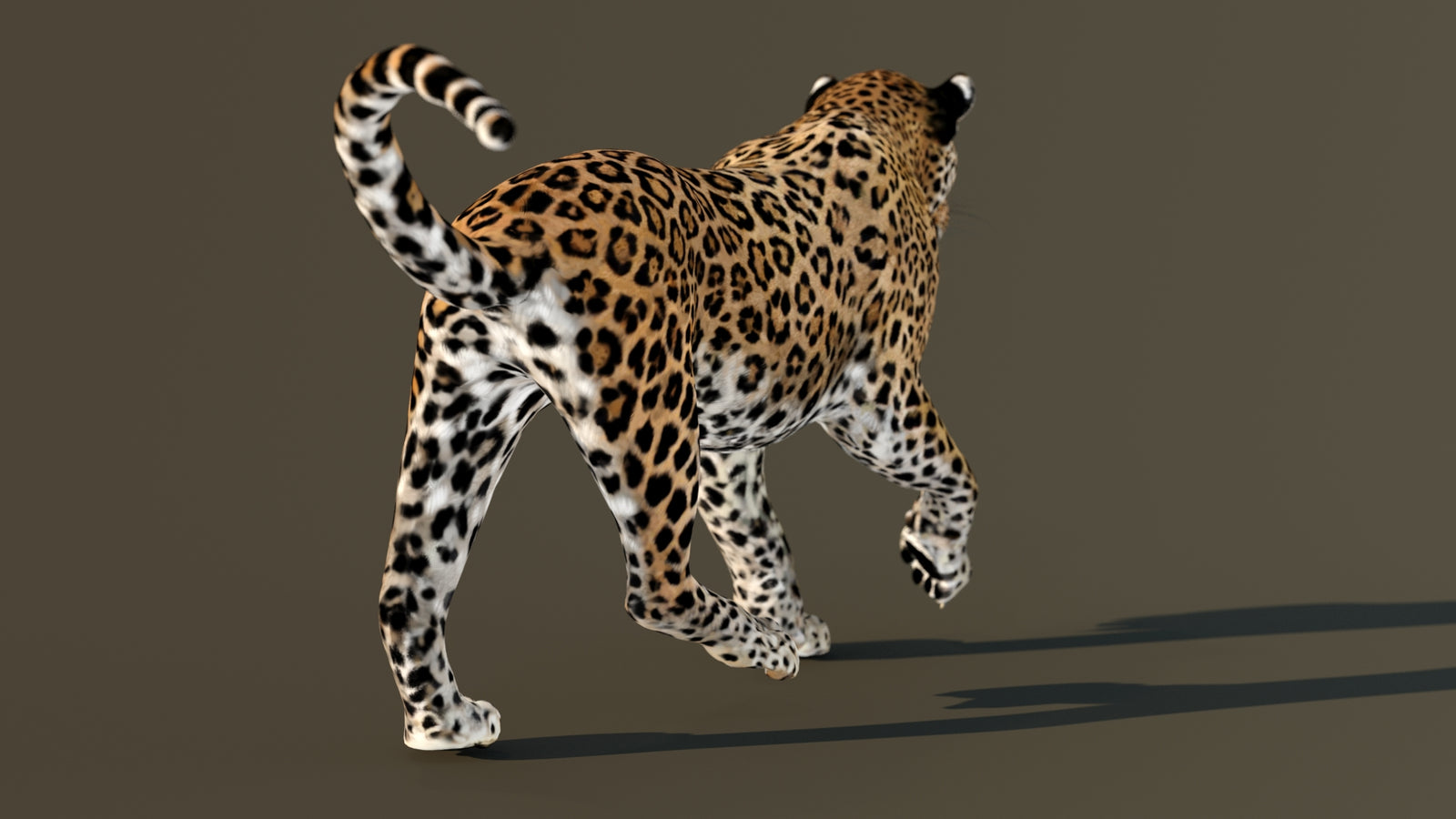 Leopard 3D Model Animated 360° view 4 frame 67